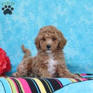 Hyacinth, Cavapoo Puppy
